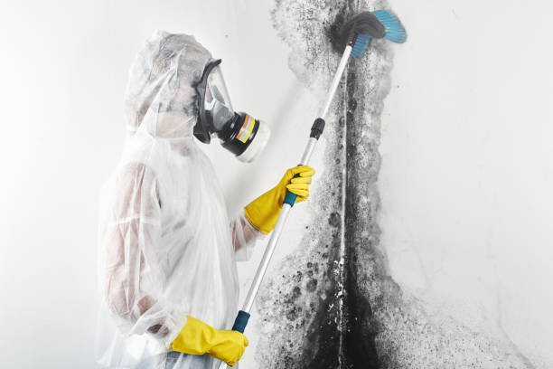 Best Mold Removal for HVAC Installations  in Massapequa Park, NY