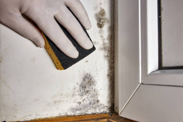 Reliable Massapequa Park, NY Mold Removal Solutions